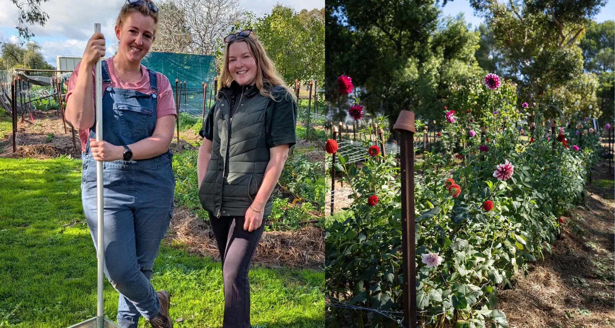 Small idea blooms into flower farm