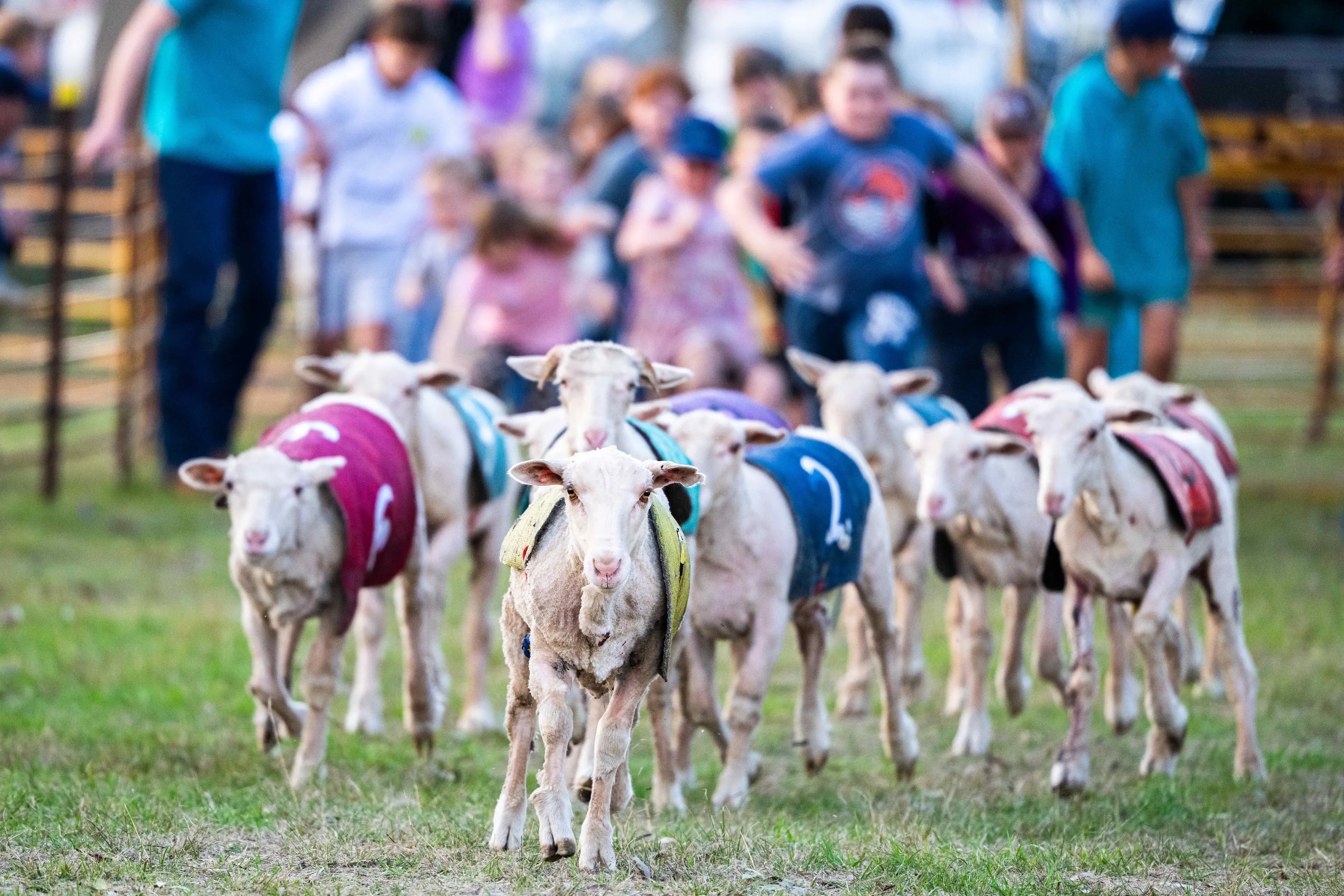 <p>The Caragabal Sheep Races are back this Saturday for their 20th year. PHOTO: Stuart Walmsley</p>\\n