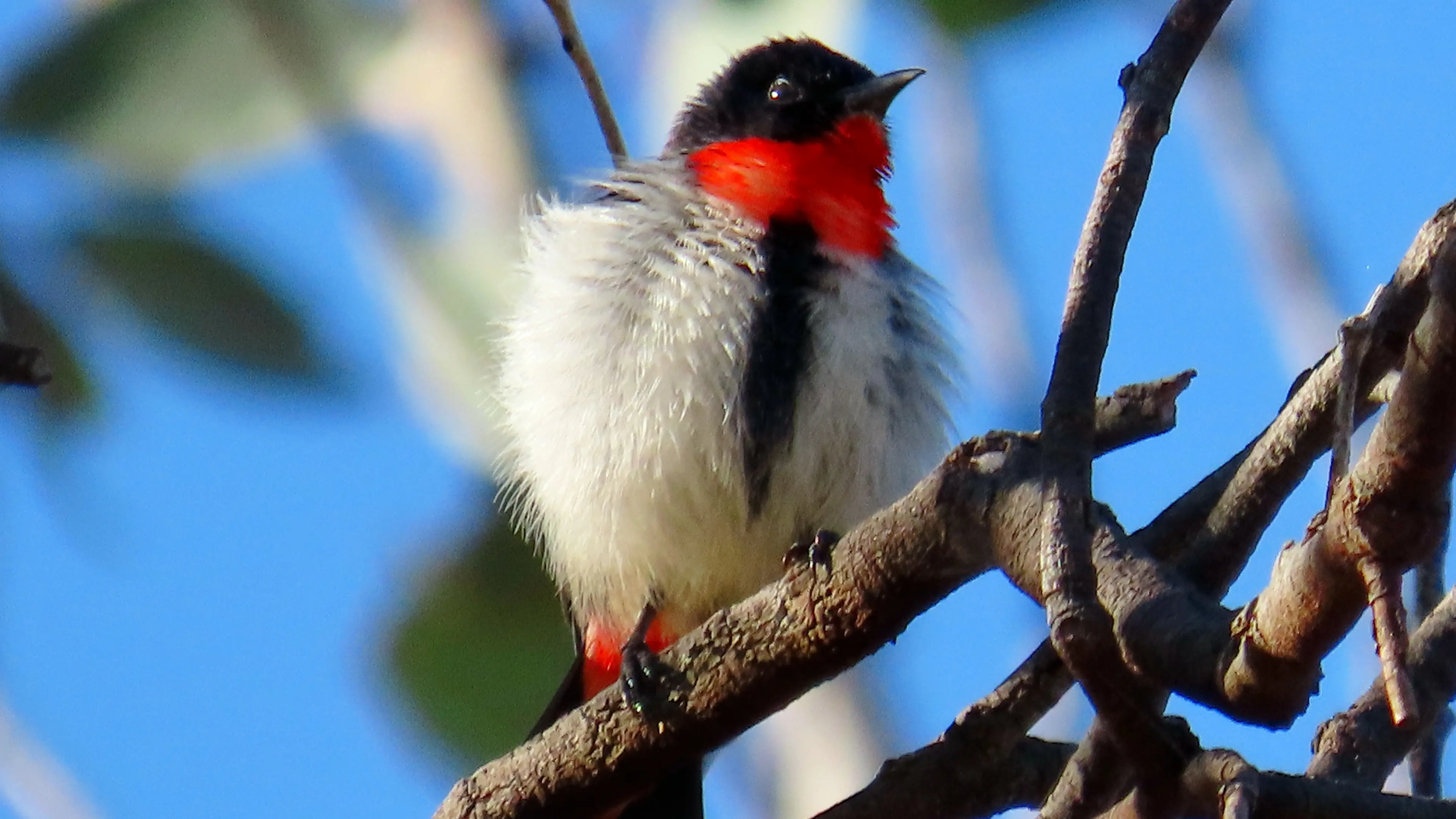 Protecting birds as flu threat looms