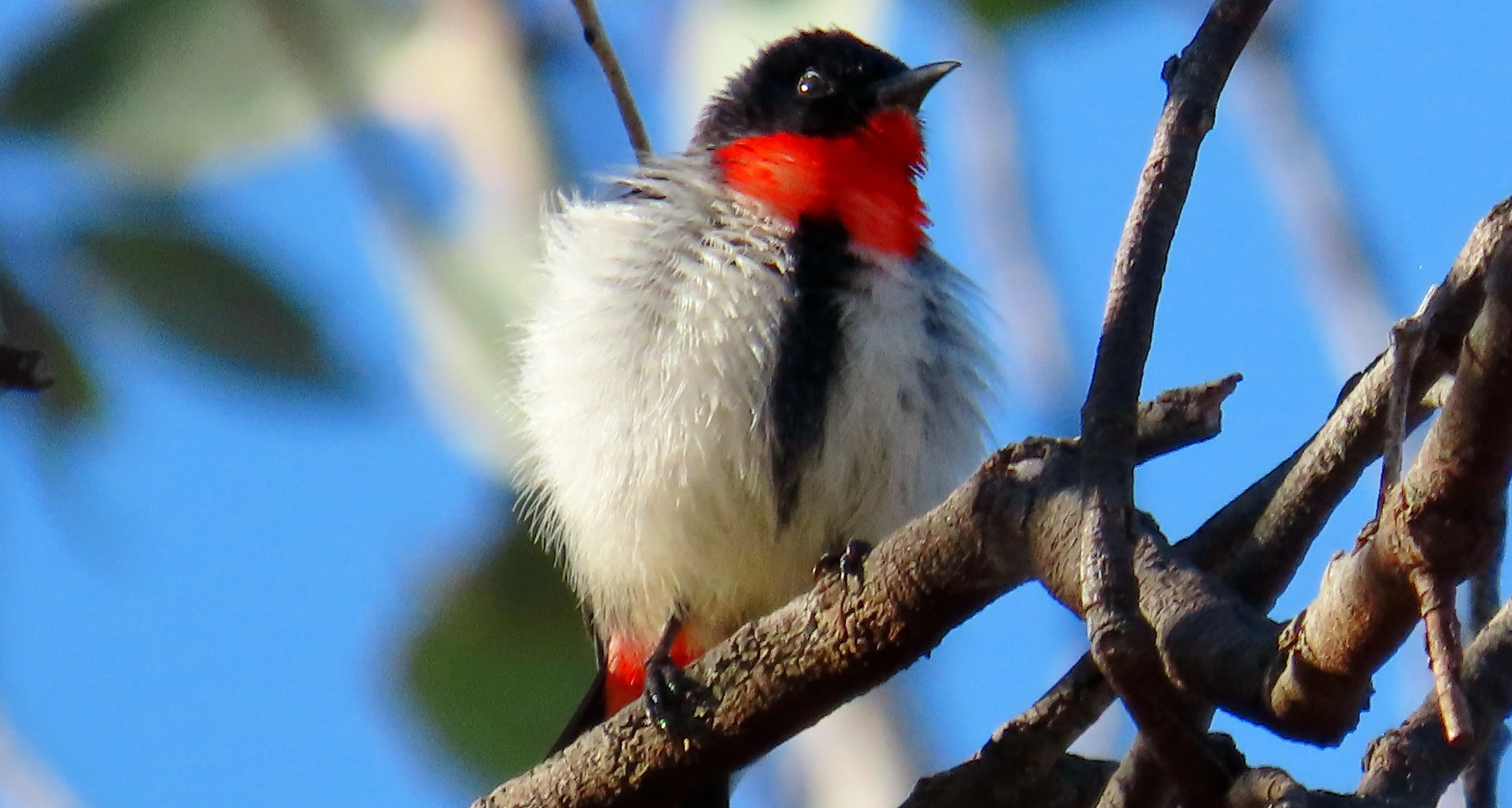 Protecting birds as flu threat looms