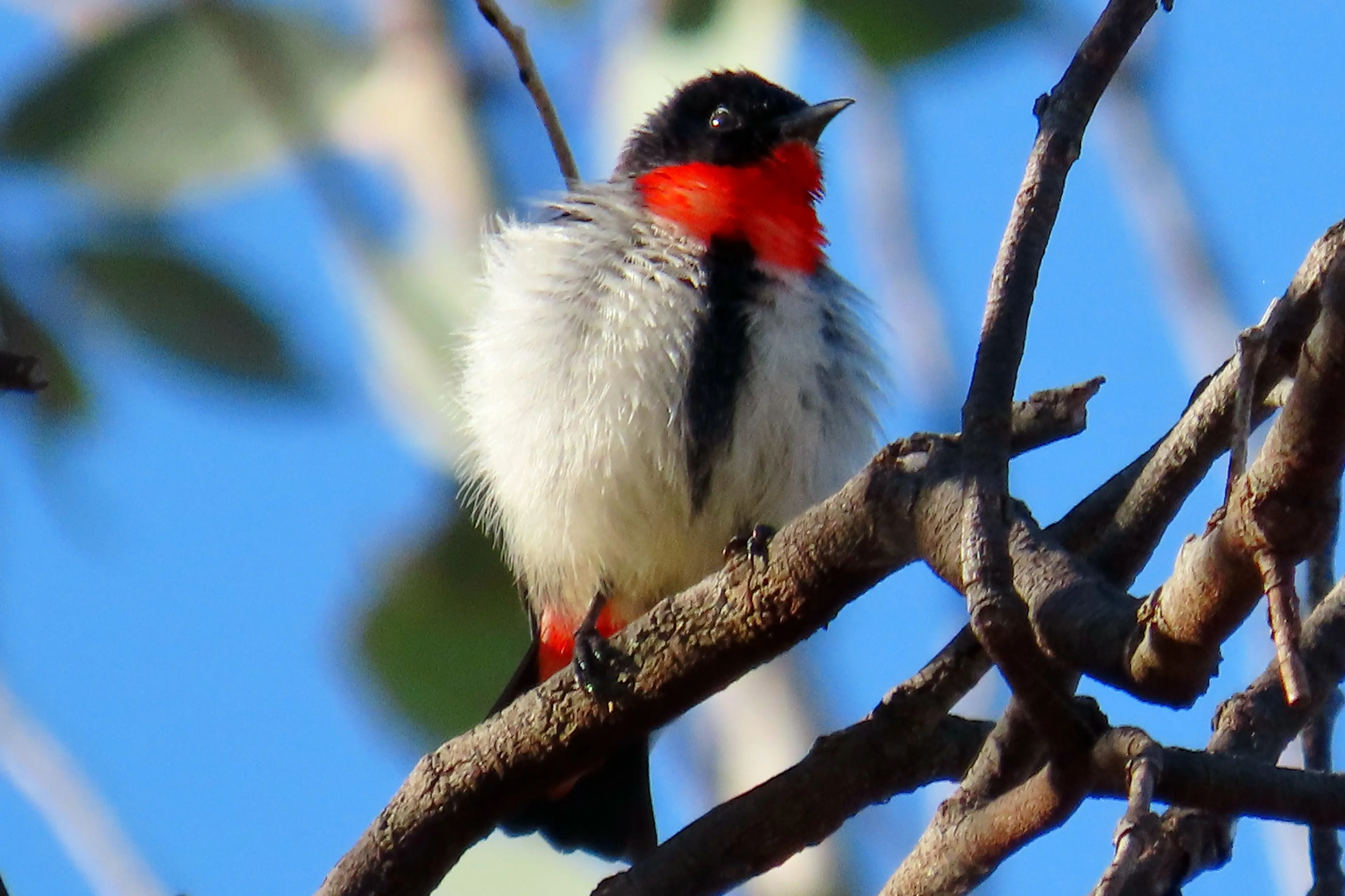<p>The male Mistletoebird can be seen around the Weddin Shire. PHOTOS: Jenn Graham</p>\\n