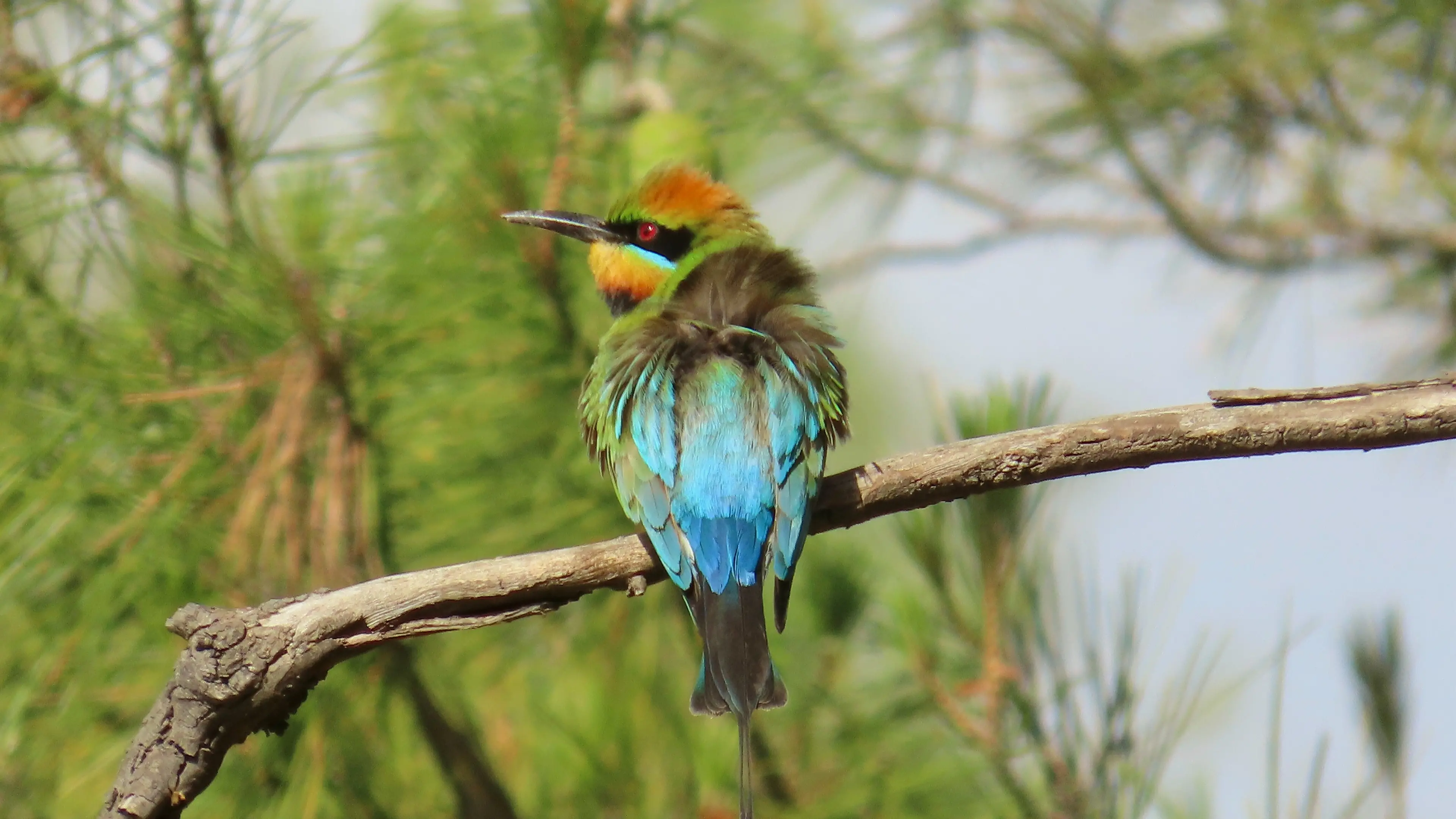 Keeping an eye on Grenfell's birdlife