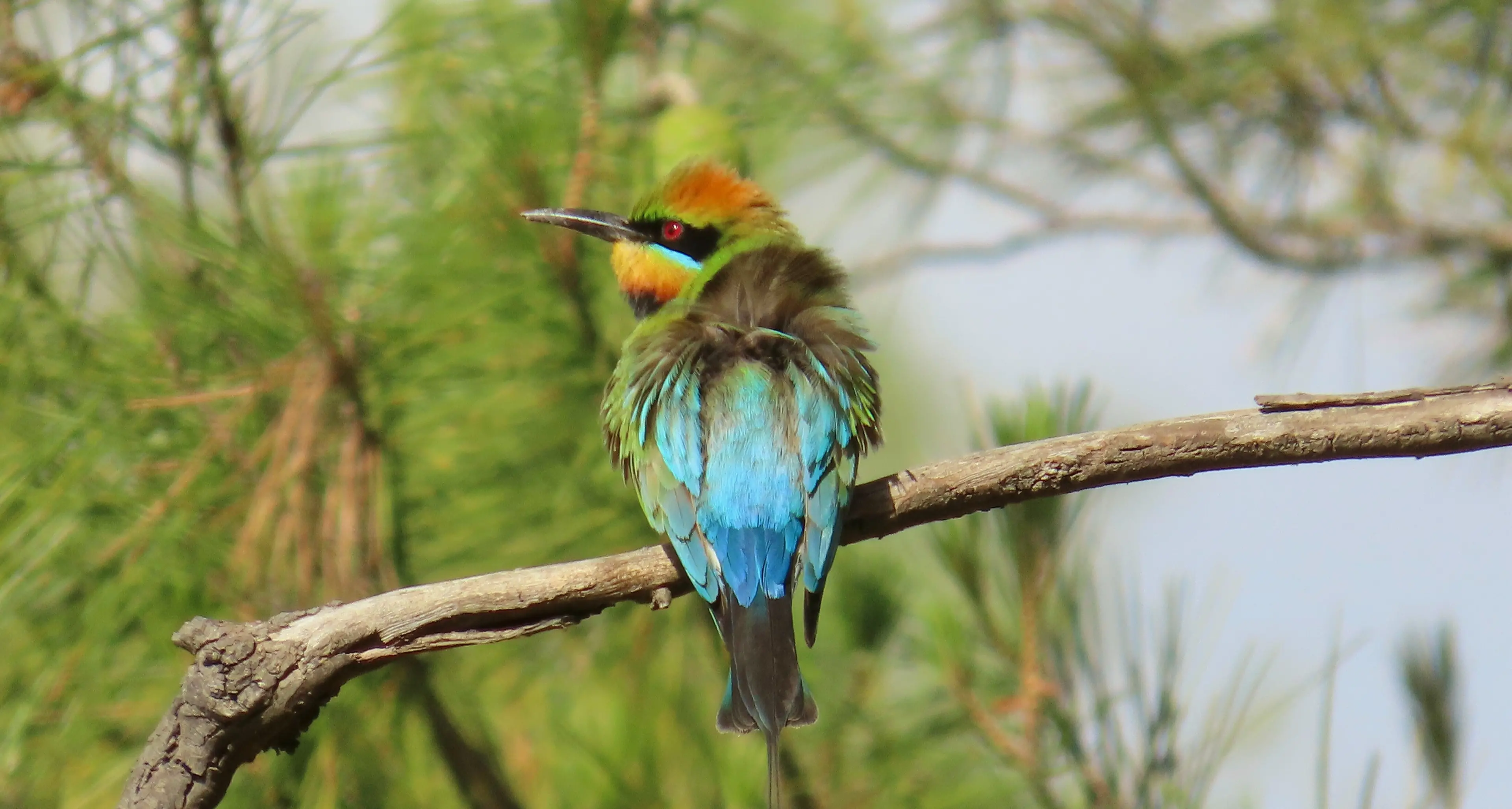 Keeping an eye on Grenfell's birdlife