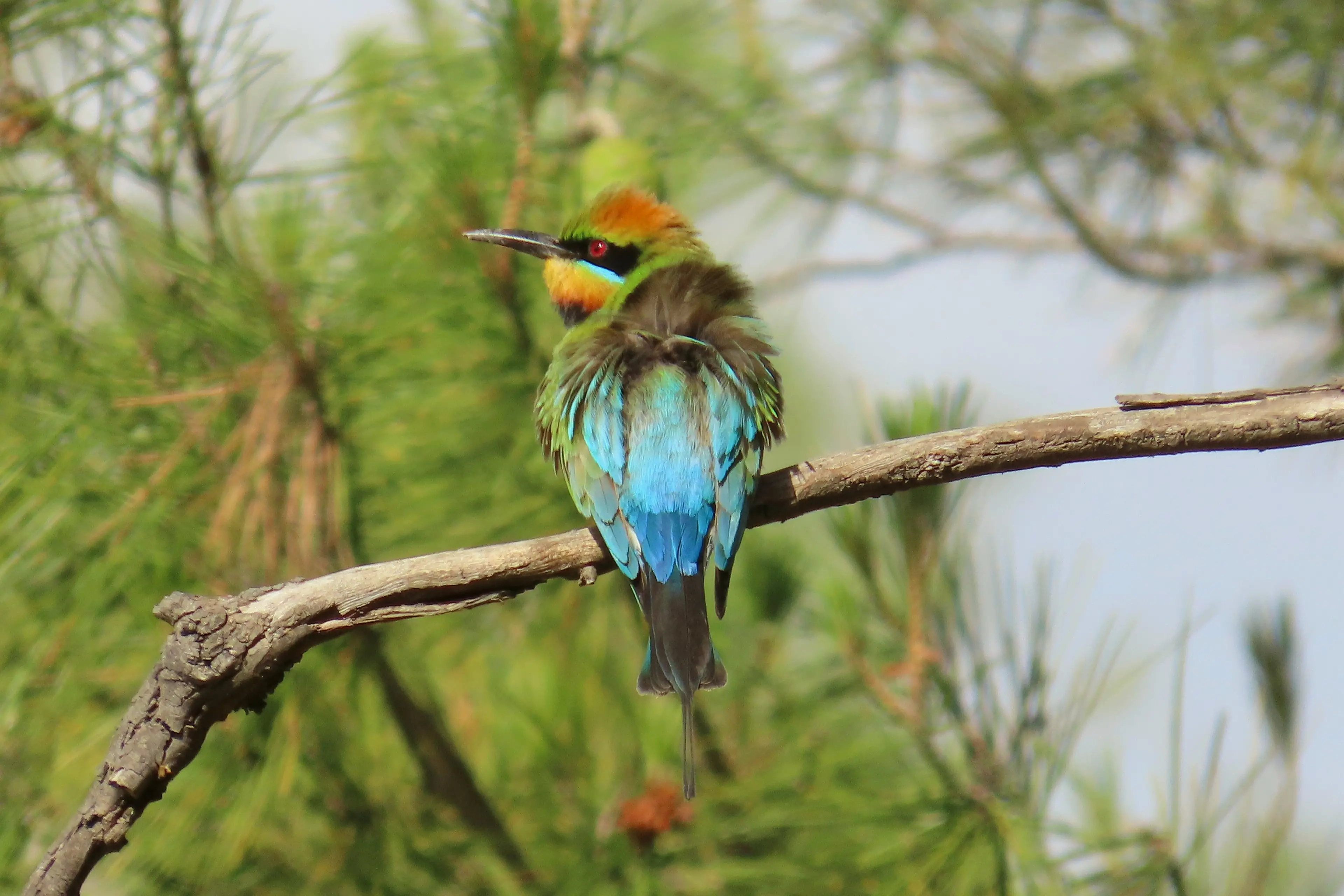 <p>The Rainbow Bee-eater captured by the talented Jenn Graham in the Weddin Shire. PHOTO: Jenn Graham</p>\\n