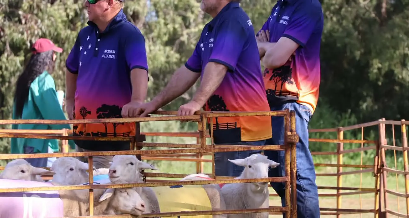 Sheep races a lifeline for Caragabal