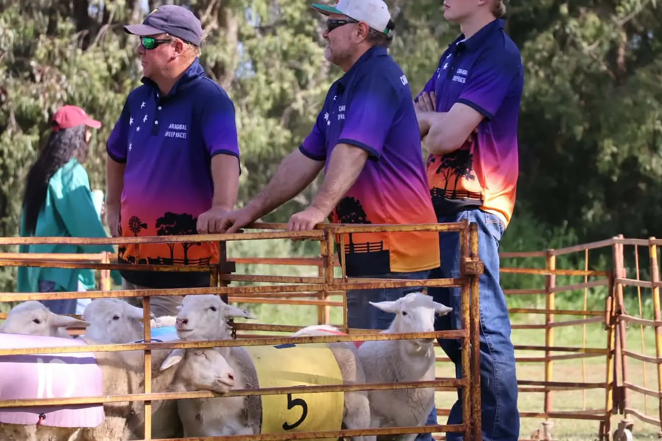 Sheep races a lifeline for Caragabal