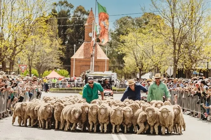 <p>The iconic Running of the Sheep draws crowds to the heart of Boorowa during the Boorowa Irish Woolfest.</p>\\n