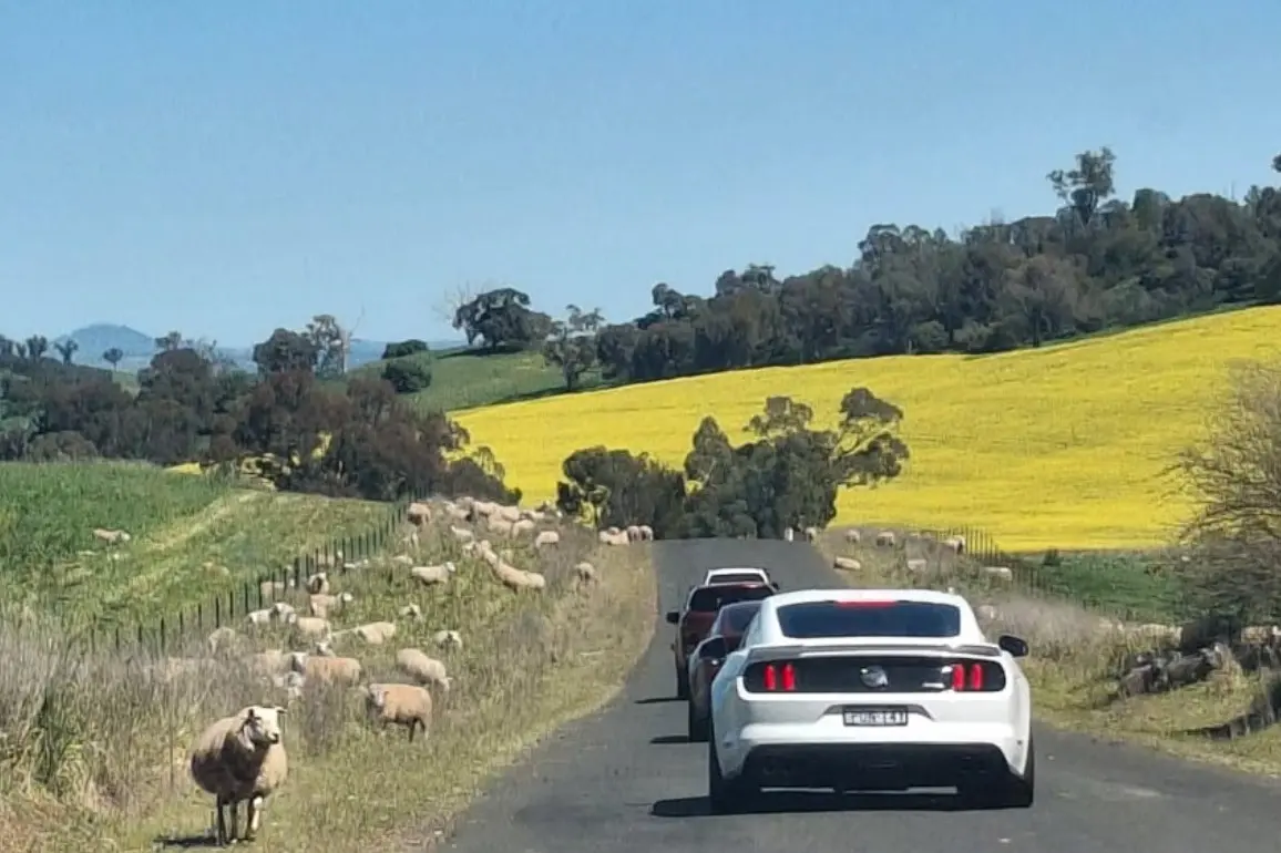 <p>Poker Run participants were greeted with sheep this year. </p>\\n